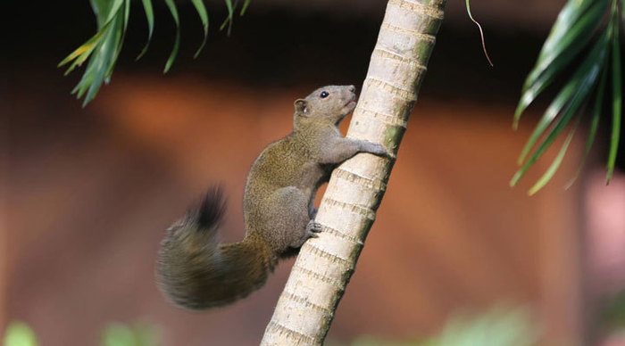 langkawi-squirrel_4