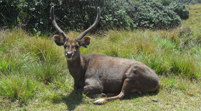 lanka-supercorals-deer-01_4-1