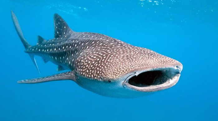 lankayan-whalesharks_4-1