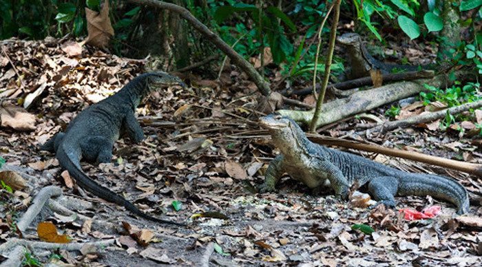 laut-pangkor-lizard-malaysi_4-1