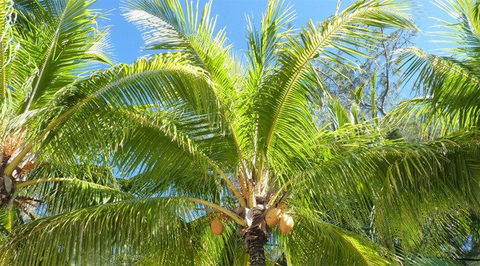 le-tropical-palmleafs_4