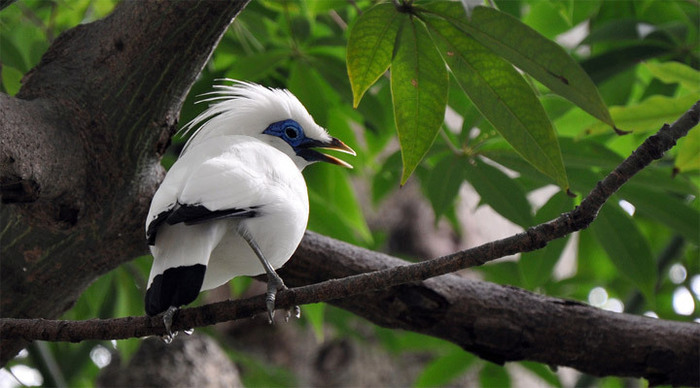 lembongan-bali-starling-bir_4