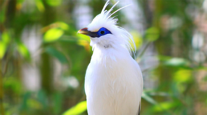 lembongan-starling-balibird_4-3