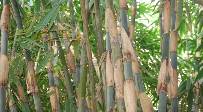 lombok-bamboo-indonesia_4