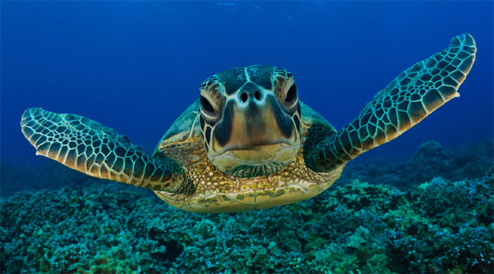 lombok-turtle-reef-indonesi_4-2