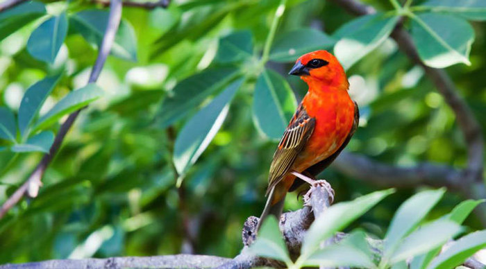 long-beach-bird-mauritius_4