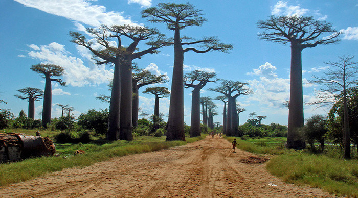 madagaskar-baobab_4