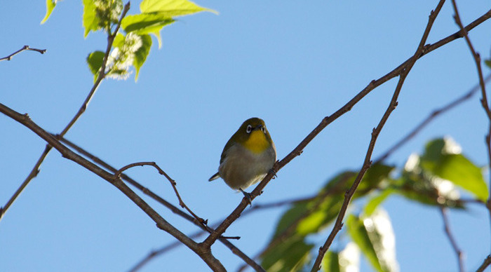 madagaskar-bird-trees_4