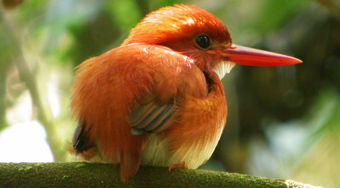 madagaskar-birds_4-1