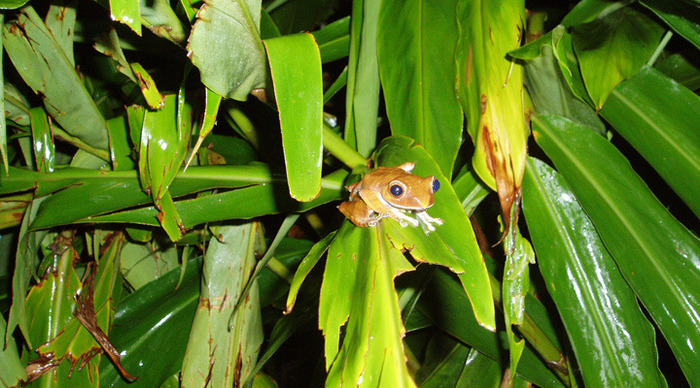 madagaskar-frog_4-1