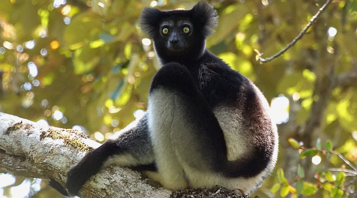 madagaskar-lemur_4-1