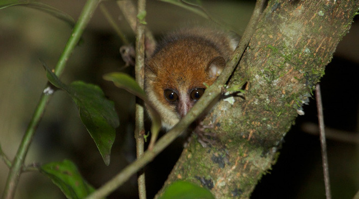 madagaskar-mouse_4-1