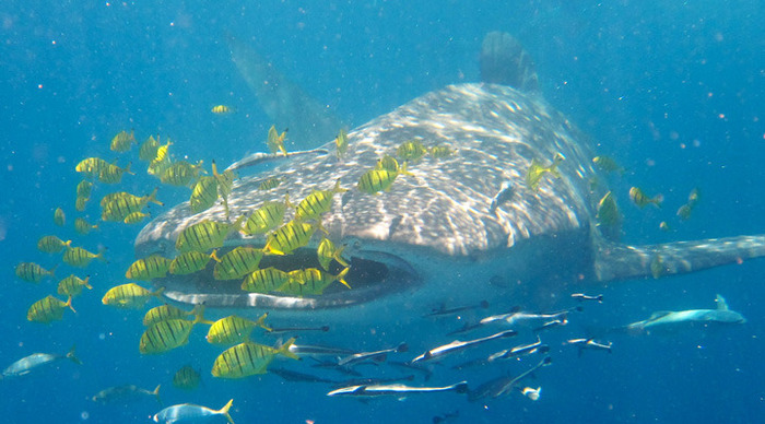 madagaskar-nosy-be-sharks_4