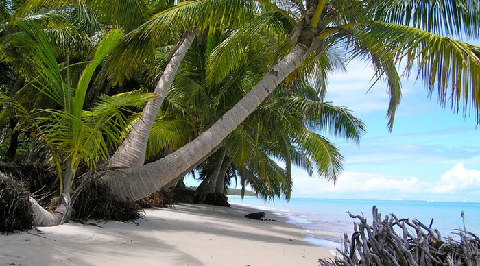 madagaskar-sainte-marie-palm_4