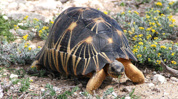 madagaskar-turtles_4-1