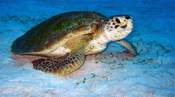 malapascua-turtle-philippin_4-3