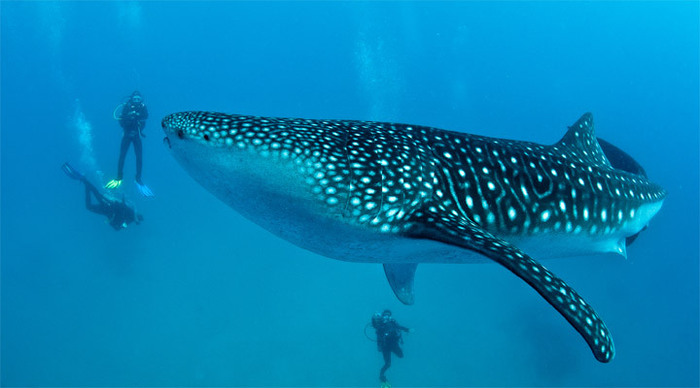 malapascua-whaleshark-phiip_4-1