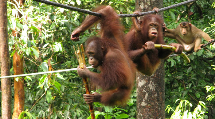 malaysian-borneo-16_4-2