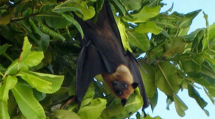 maldives-fruitbat-fruitbats_4