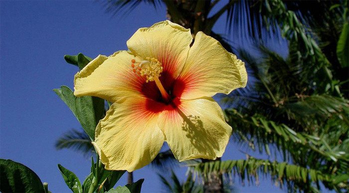 maldives-hibiscus-flower_4-3