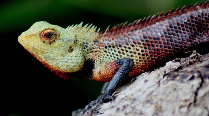 maldives-lizard-tree_4-2