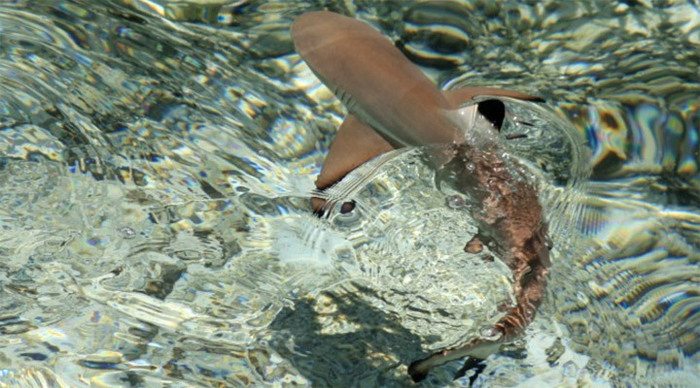 maldives-shark-fish_4