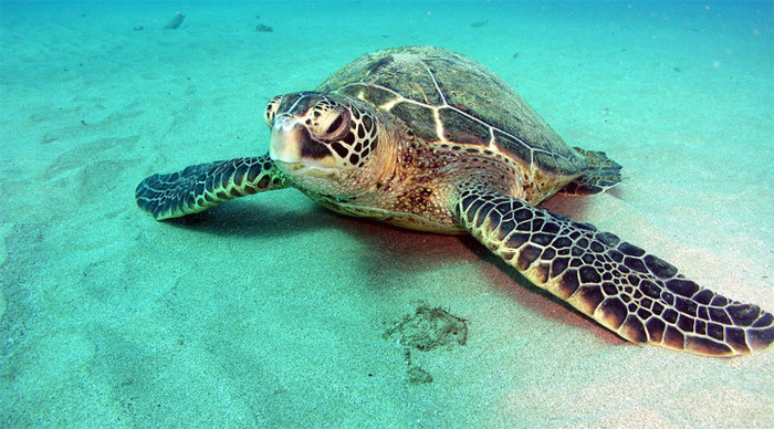 maldives-turtle_4