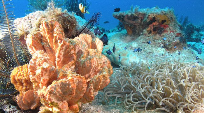 manukan-reefs-fishes-borneo_4-1