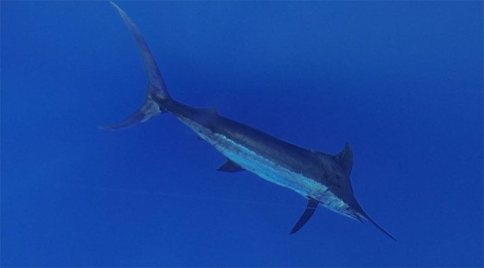 marlin-fishes-mauritius_4-2