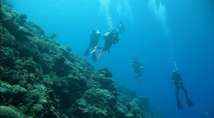 mataking-borneo-diving-reef_4-1