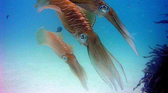 mataking-squid-borneo-malay_4