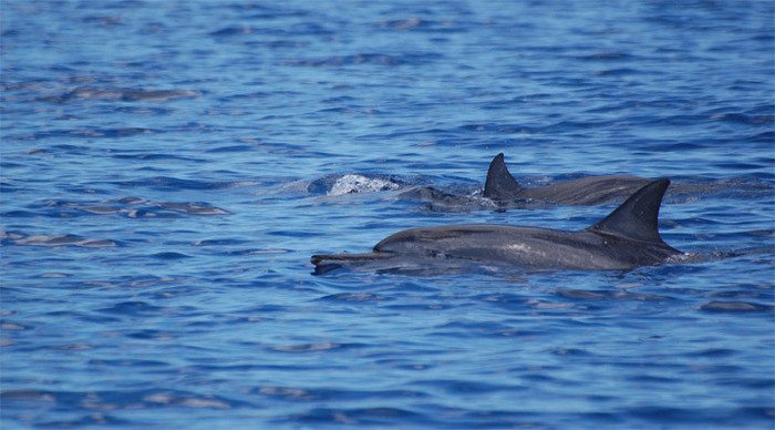 mauritius-dolphins_4