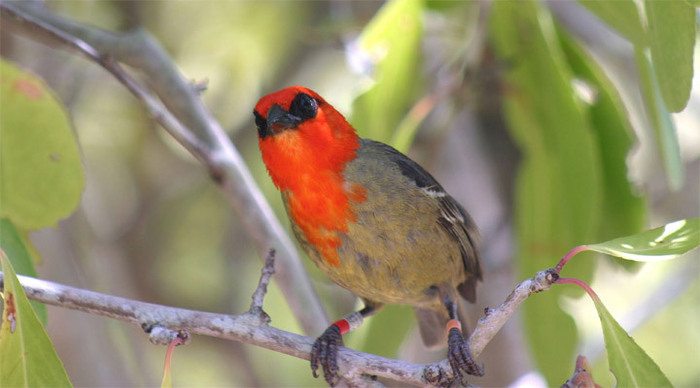 mauritius-redbird-lemaurica_4-6