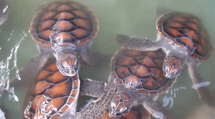 meno-gili-baby-turtles-indo_4-2