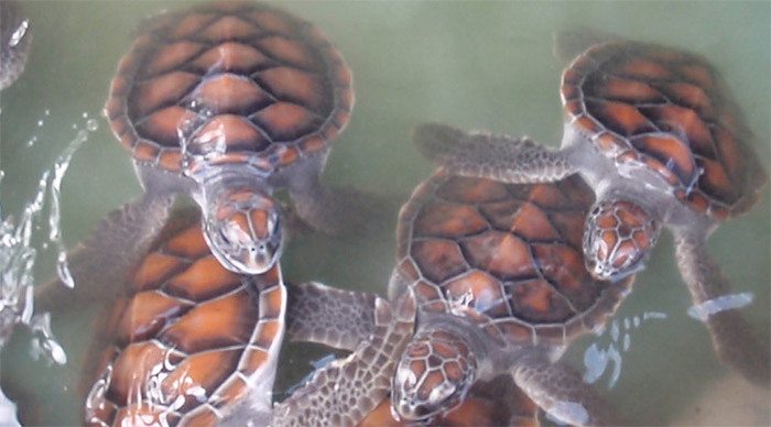 meno-gili-baby-turtles-indo_4-4