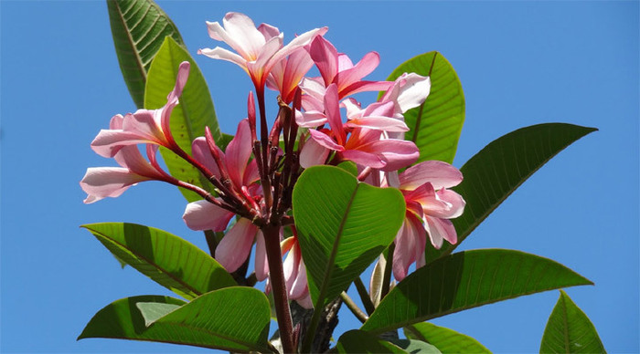 meno-gili-flower-indonesia_4-1