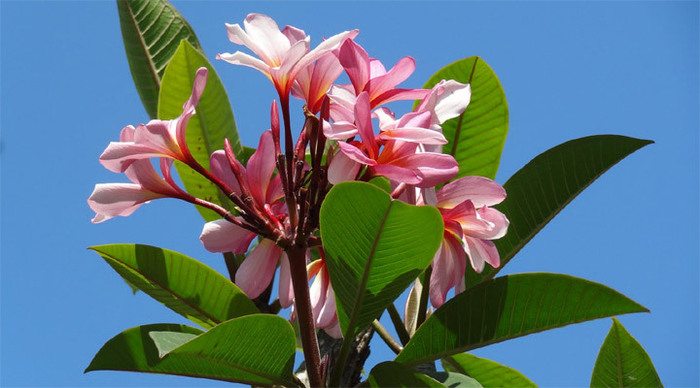 meno-gili-flower-indonesia_4-7