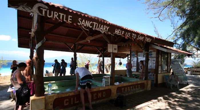 meno-gili-turtle-sanctuary-_4-1