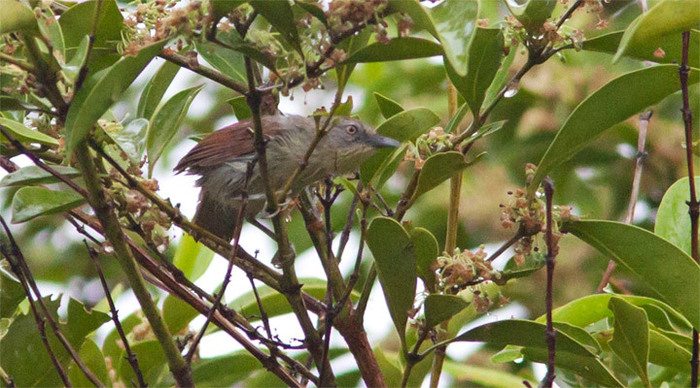 microtel-bird-puerto-prince_4