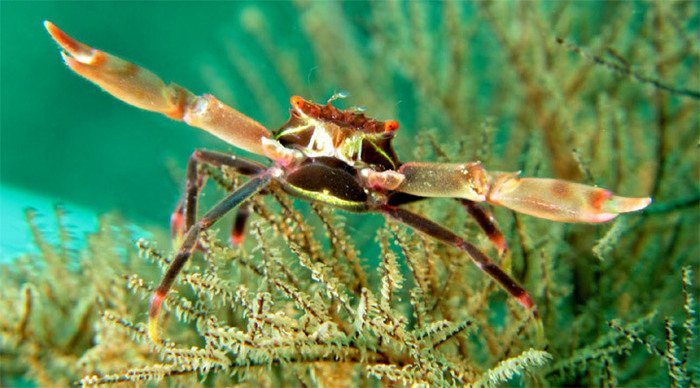 mindoro-crab-diving-filippi_4