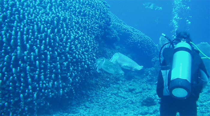 mindoro-diving-octopus-fili_4