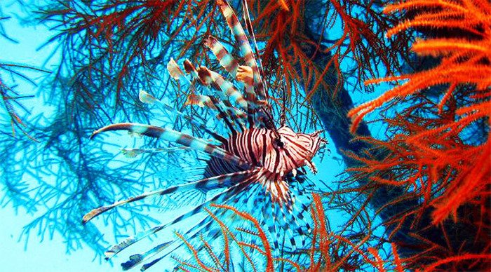 mindoro-lionfish-diving-fil_4