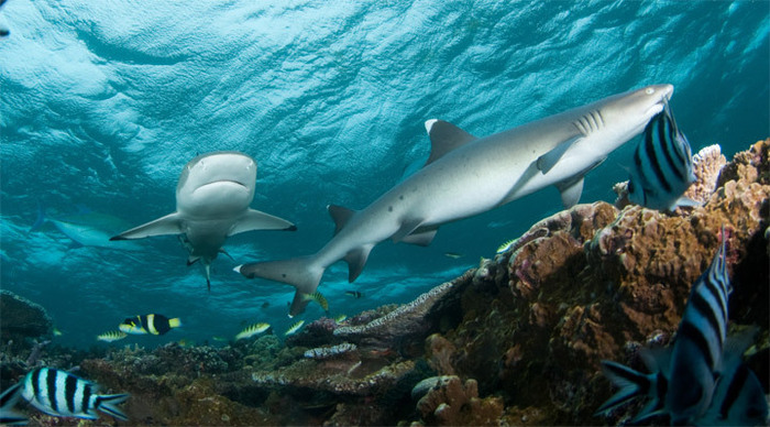 mindoro-sharks-filippinerna_4