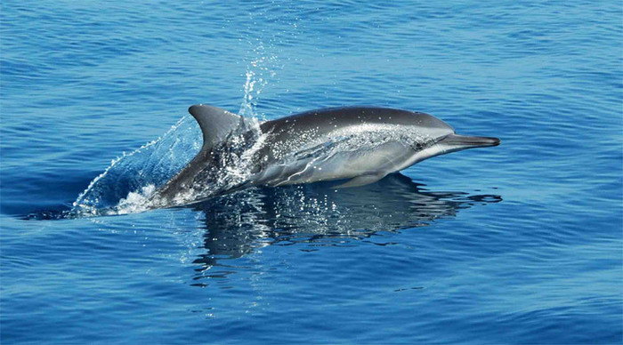 mirihi-dolphin-maldives_4-1