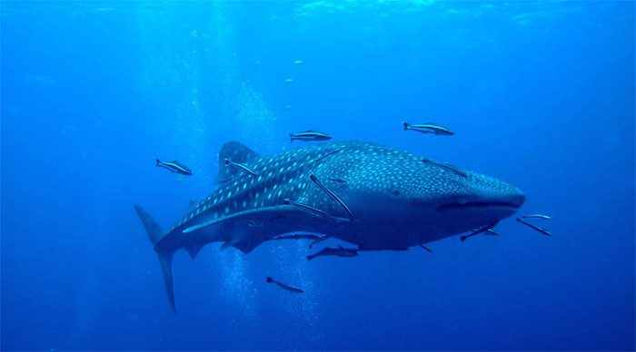 montra-whale-shark-tao_4-1