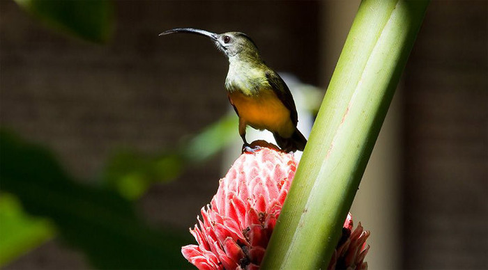 mount-kinabalu-bird-borneo-_4-1