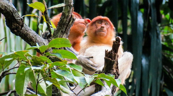 mount-kinabalu-monkeys-born_4-2