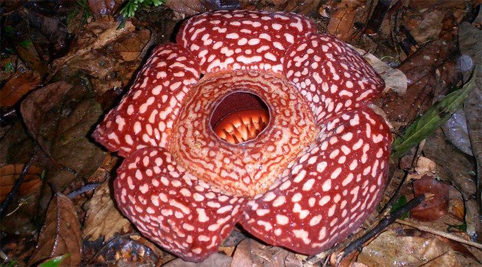 mount-kinabalu-rafflesia-fl_4-3