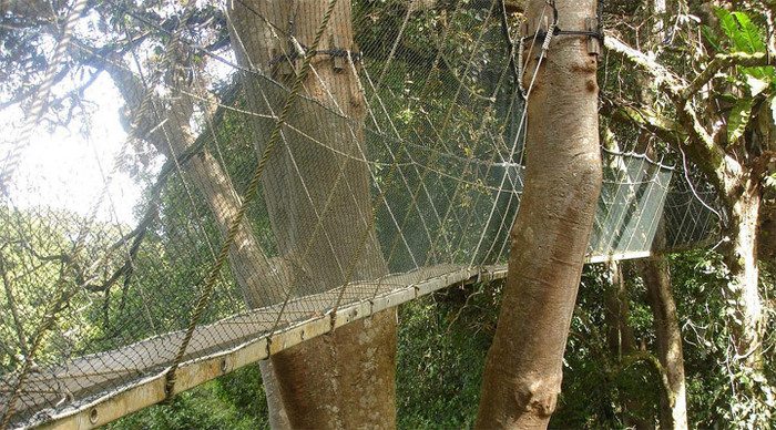 mount-kinabalu-treebridge_4