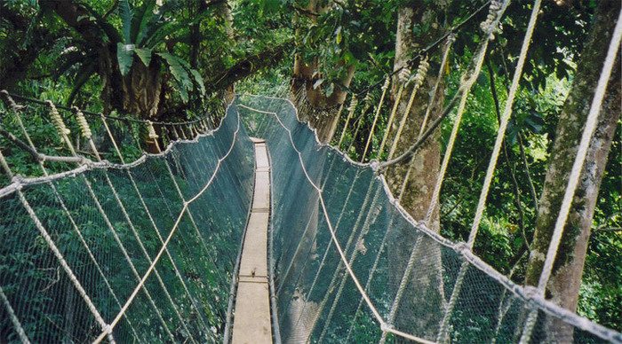 mount-kinabalu-treetops_4-3